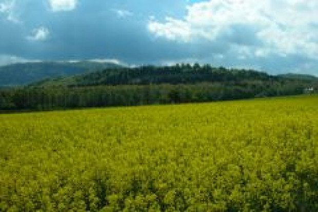 Rzeka biopaliw z Ukrainy