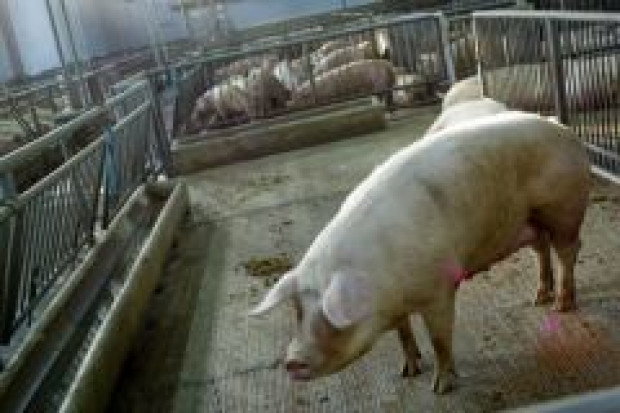 Apel hodowców w sprawie pasz GMO