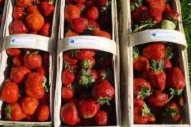 Dobre prognozy zbiorów truskawek, agrestu i nowalijek