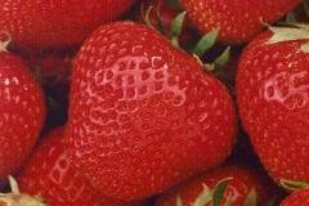 Pracownicy z Białorusi zbiorą polskie truskawki