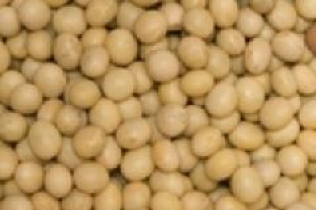 Posłowie zdążą uchylić zakaz stosowania GMO w paszach?
