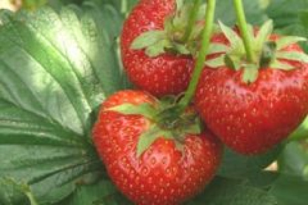 Biurokracja uderza w plantatorów truskawek
