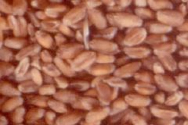 Rośnie światowa produkcja jęczmienia paszowego