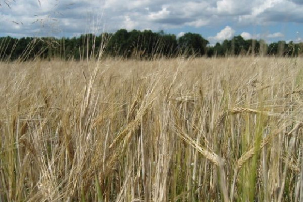 GUS: Zbiory zbóż podstawowych wzrosną o 1,7 proc. w 2008 r.