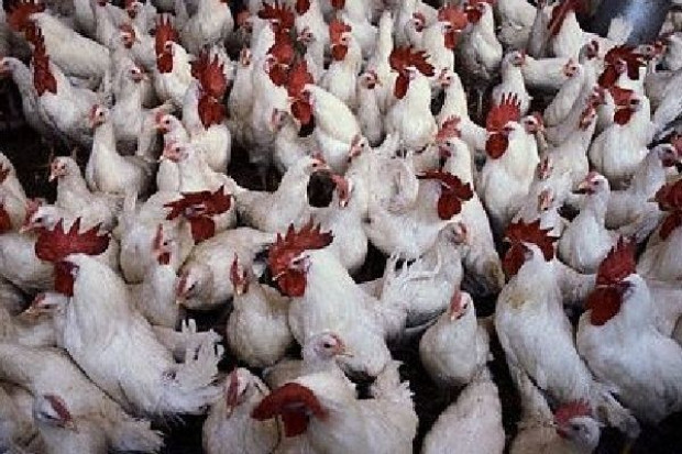 fot. www.agrivet.pl/files/drob1.jpg Drób może być tańszy, ale za kilka miesięcy mogą wzrosnąć ceny wieprzowiny i zboża
