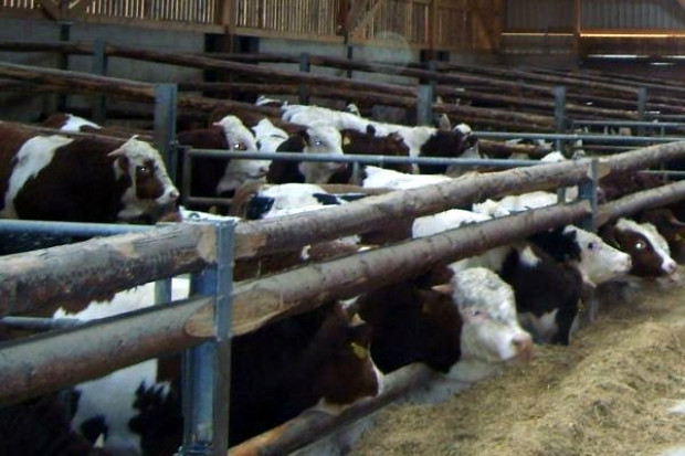 Unia idzie na rękę producentom pasz: załagodzi przepisy dotyczące oznakowania i autoryzacji