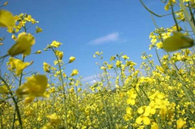Bayer CropScience AG wprowadza do obrotu genetycznie zmodyfikowany rzepak