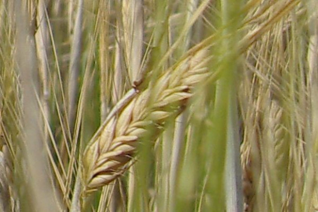 W 2009 r. zmaleje produkcja zbóż