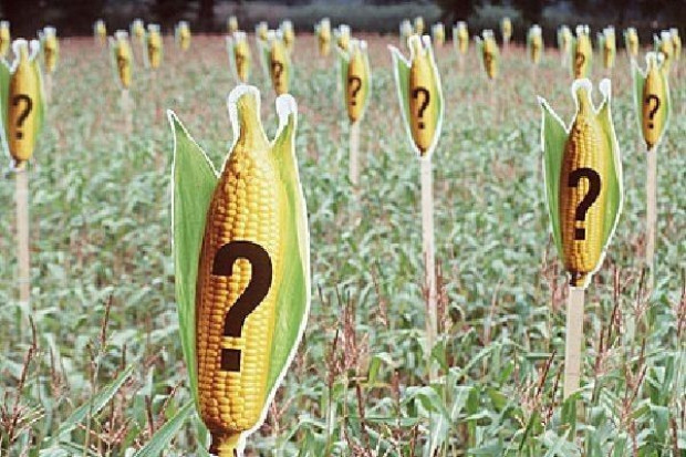 Amerykańscy lekarze: GMO to czynnik chorobotwórczy