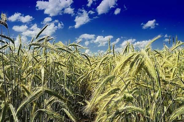 KFPZ chce wprowadzenia zakupów zbóż na odbudowę zapasów strategicznych kraju