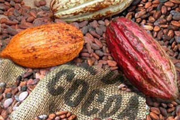 fot. www.mars.com W 2020 r. Mars będzie produkować słodycze tylko z ekologicznych ziaren kakao