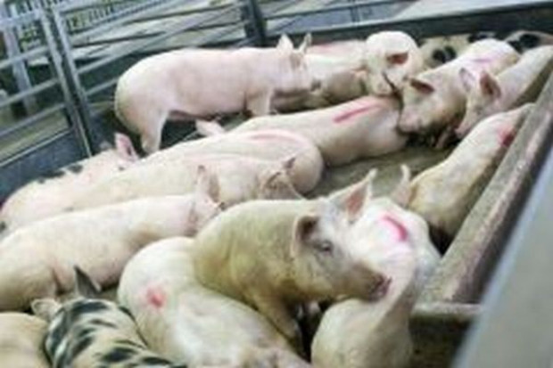 Pożar w chlewni w województwie wadowickim, 150 świń padło ofiarą halnego i ognia
