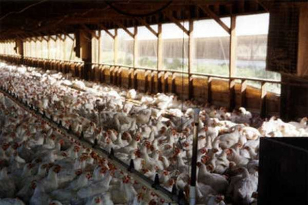 Indykpol zamierza zwiększyć produkcję ubojową w zakładzie w Olsztynie