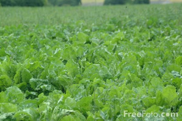 Coraz więcej producentów żywności stawia na ekologię