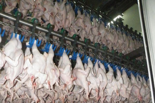fot. mielewczyk.pl Producent drobiu zainwestuje 27 mln zł w nowy zakład przetwórczy