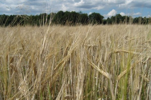 UE - EFSA wykryła dioksyny w 8 proc. żywności i pasz