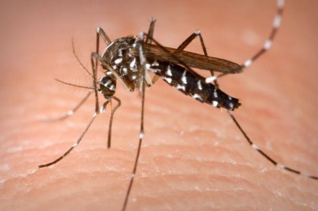 fot. worldmustbecrazy.com Woda ustępuje, na zalanych terenach plaga komarów