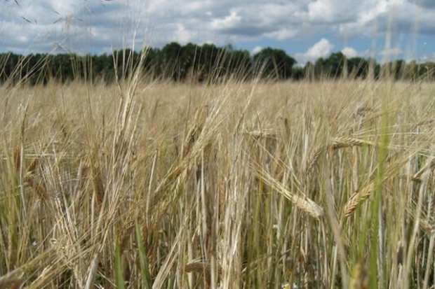 Osłabienie notowań cen ziarna