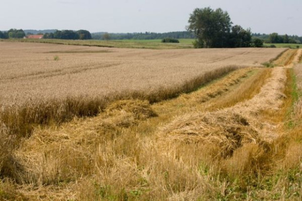 USDA: Światowe zbiory zbóż wyniosą 2,21 mld ton