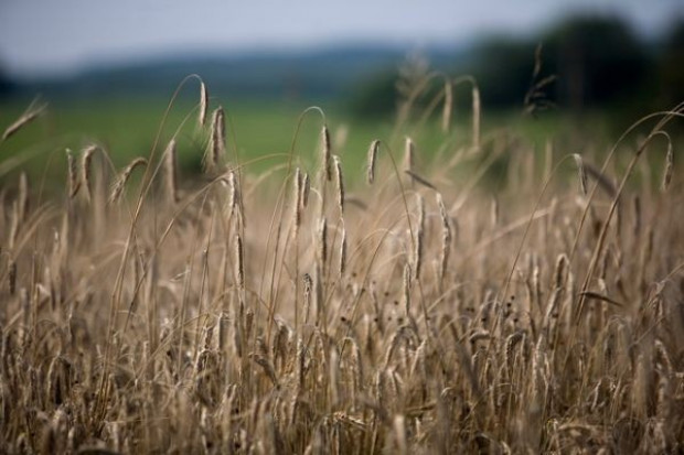 Może zabraknąć żywności na świecie - ostrzegają naukowcy