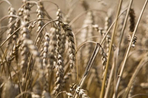 USDA po raz kolejny obniża prognozy zbiorów zbóż