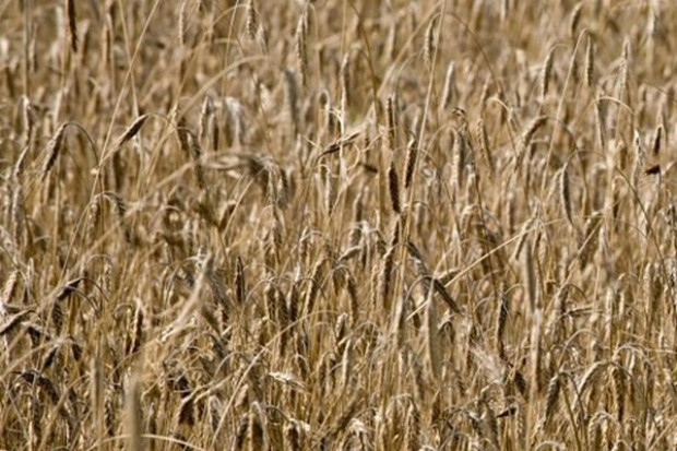 Na przełomie września i października ceny zbóż podstawowych wzrosły o 2 proc.