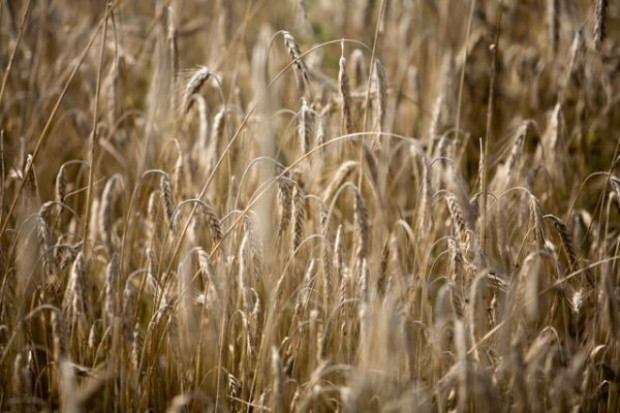 Eksperci FAO: W tym roku światowa produkcja zbóż wzrośnieo 3,3 proc.