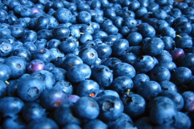 Borówka amerykańska kosztuje w hurcie od 10 zł do 14,5 zł/kg Analiza portalu: Ceny borówki amerykańskiej w hurcie wahają się od 10 zł do 14,5 zł/kg
