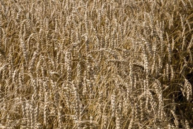 FAO: Światowa produkcja zbóż wzrośnie w 2011 r. o 3 proc. rdr. To mniej niż prognozowano