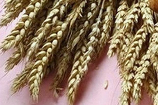 KFPZ szacuje wielkość zbiorów pszenicy w sezonie 2010/2011 na poziomie 9,05 mln t i 3,25 mln ton żyta KFPZ: Tylko 30 proc. zebranych zbóż można zakwalifikować jako ziarno o jakości w pełni konsumpcyjnej
