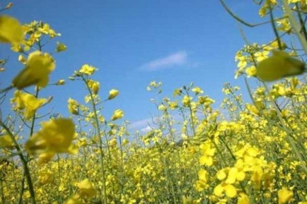 Eksperci: Przerób rzepaku w UE w sezonie 2011/2012 obniży się o blisko 5% względem sezonu poprzedniego