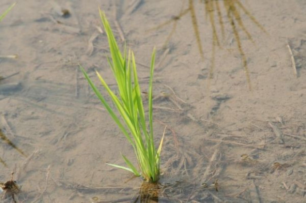 Władze chińskie będą zmuszone dołączyć do eksportowanych produktów specjalny raport potwierdzający, że nie zawierają one GMO Kraje UE będą kontrolować wszystkie produkty na bazie chińskiego ryżu, pod względem zawartości GMO