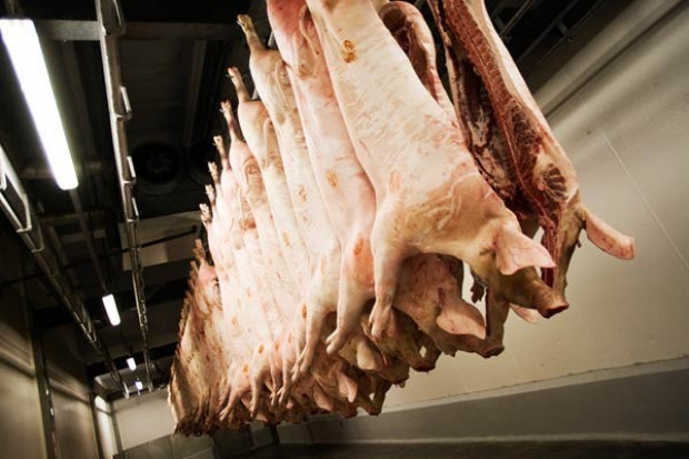 Produkcja trzody chlewnej przeznaczonej do uboju w pierwszym kwartale 2012 r. w Unii Europejskiej wzrośnie o 0,3 proc., a w Polsce spadnie o 9,2 proc Produkcja świń w I połowie 2012 r. spadnie w Polsce o 9,2 proc.!