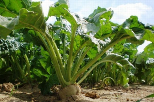 W ciągu najbliższych ośmiu lat spadnie udział buraków w produkcji cukru Wzrasta popyt sektora biopaliw na buraki cukrowe