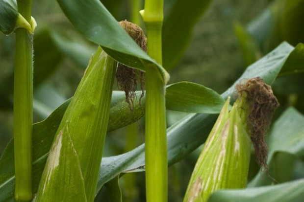 USDA rewiduje swoje prognozy dla rynku kukurydzy