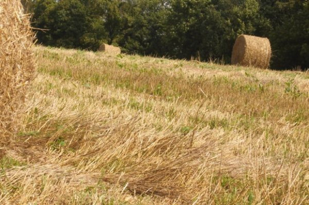 Preparaty na bazie szczepów probiotycznych mikroorganizmóww wykorzystuje około 3 proc. gospodarstw w Polsce Coraz więcej rolników stosuje biopreparaty