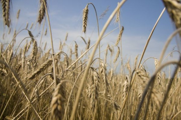 Straty we francuskich uprawach zbóż ozimin szacowane są na od 5 do 20 proc. areału Strategie Grains obniża prognozy zbiorów zbóż w Unii