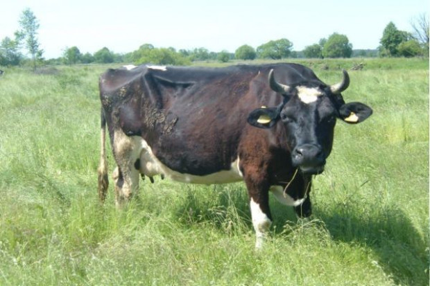 Bruceloza ponownie na belgijskich farmach