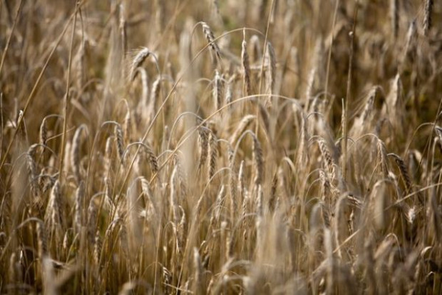 Zbiory zbóż będą znacząco niższe niż w 2011 r.