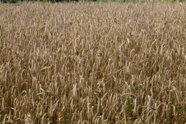 USDA oczekuje w nadchodzącym sezonie spadku globalnych zbiorów pszenicy i wyższej produkcji kukurydzy
