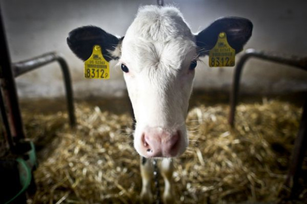 Fot. Danone Dobrostan bydła przekłada się na jakość mleka