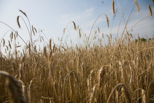 Ceny zbóż do końca sezonu będą bardzo wysokie