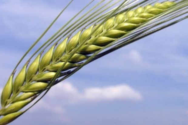 KSG Agro chce przejąć cztery spółki spożywcze
