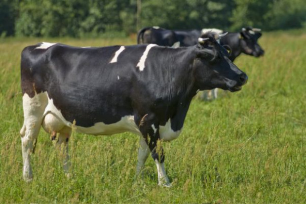 TÜV Rheinland o certyfikacji produkcji ekologicznej