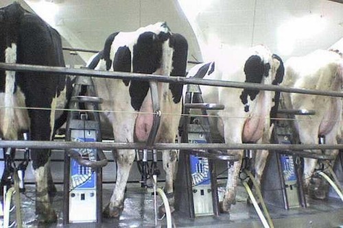 Będzie kara za przekroczenie kwoty mlecznej? Grozi nam 3-proc. nadprodukcja
