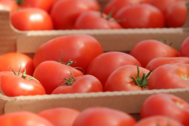 Przeciętny Polak zjada 11-12 kg pomidorów rocznie Firma T.Mularski zainwestuje 250 mln zł w szklarnie pomidorów