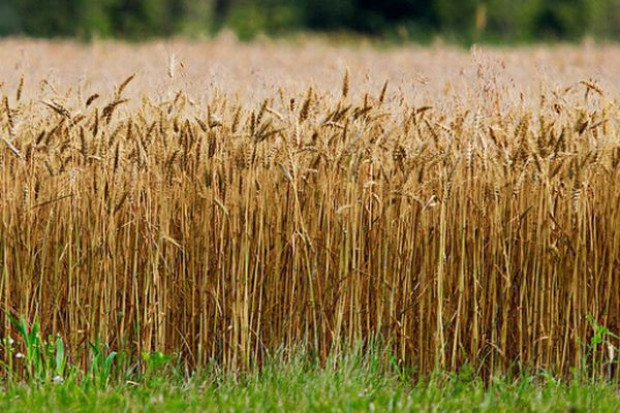 Szacunek zbiorów pszenicy w skali globu został nieznacznie obniżony - z 654,31 mln ton do 653,61 mln ton USDA podwyższyła prognozy światowej produkcji zbóż