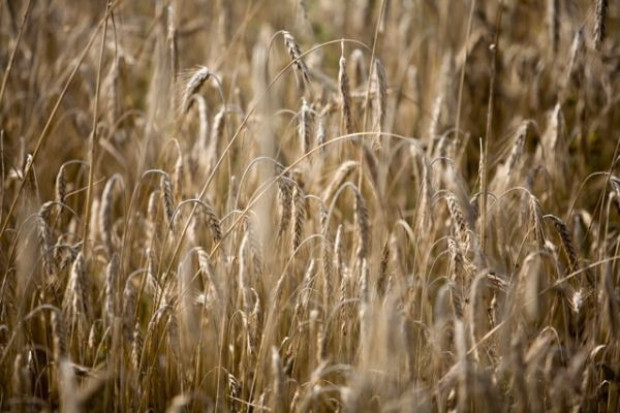 USDA prognozuje rekordowe zbiory zbóż