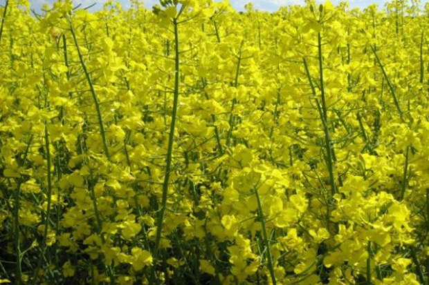 Fot. farmer.pl Rośliny nadrabiają stracony czas spowodowany długą zimą