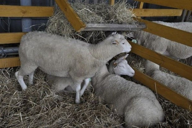 (fot. farmer.pl) Większy eksport jagnięciny z Nowej Zelandii
